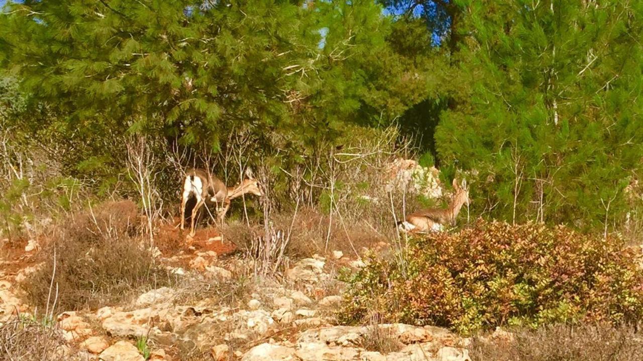 Tur Sinai Organic Farm Resort Jeruzsálem Szoba fotó